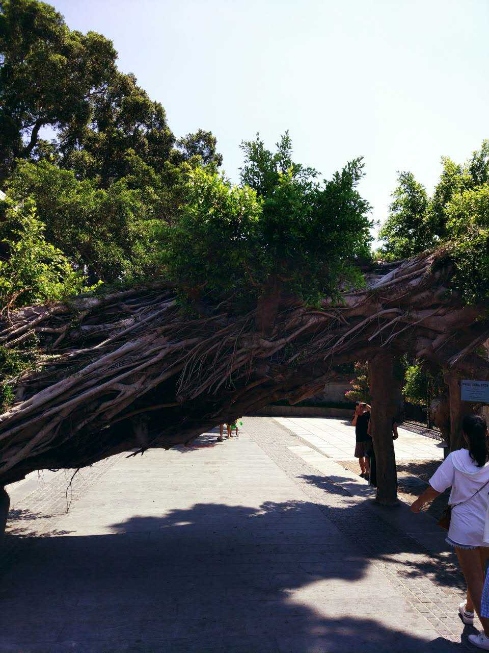 厦门禾林彬:鼓浪嶼有感